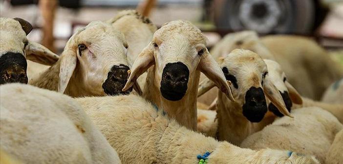 STK'lar Kurban Bağışlarını Depremzedelere Ulaştıracak