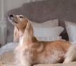 Evde Köpek Beslenir mi?