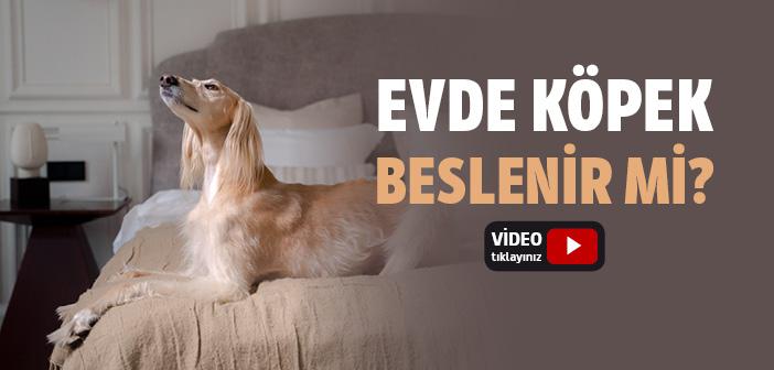 Evde Köpek Beslenir mi?