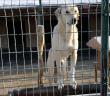 Kedi ve Köpekleri İtlaf Etmek Caiz mi?