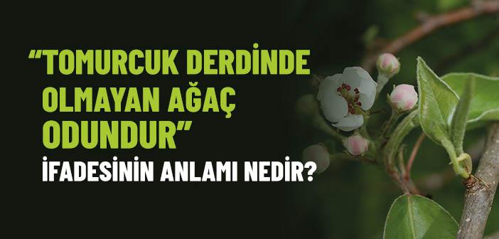 “Tomurcuk Derdinde Olmayan Ağaç, Odundur” Sözüyle Ne Anlatılmak İsteniyor?