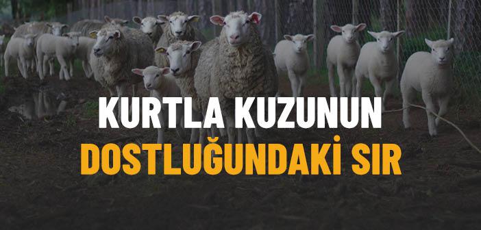 Kurtla Kuzunun Dostluğundaki Sır