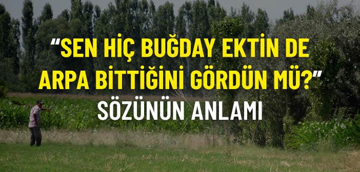 “Sen Hiç Buğday Ektin de Arpa Bittiğini Gördün mü?” Sözünün Anlamı Nedir?