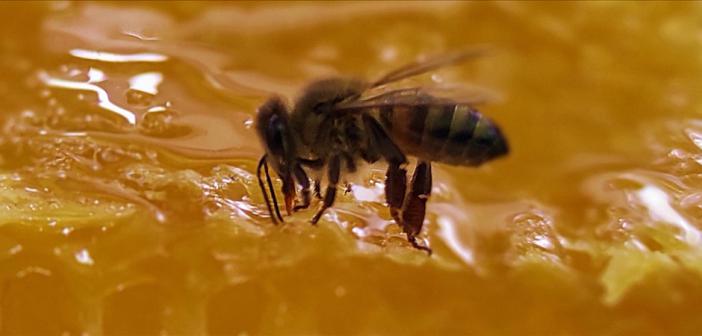 Yaban Arılarının Azalması Tarım Zararlılarının Çoğalmasına Neden Olabilir