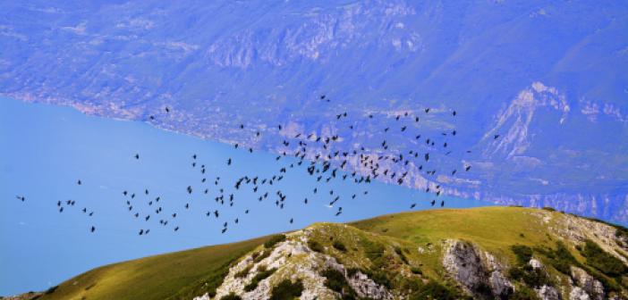 Fırka Ne Demek? Kısaca Anlamı Nedir?