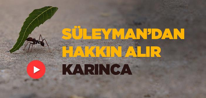 Süleyman’dan Hakkın Alır Karınca