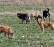 Saldırgan Sokak Köpeklerinin Öldürülmesi Caiz mi?