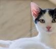“Kedi Necis Değildir. Çünkü O, Aranızda Dolaşanlardandır” Hadisi