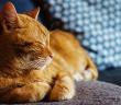 “Kedi Pis (Necis) Değildir” Hadisi