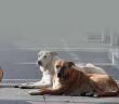 Köpek Meselesi Nedir?