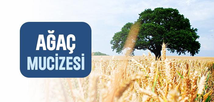 Peygamberimize Selam Veren Ağaç