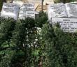 Medine Müdafii Fahreddin Paşa, Vefatının 76. Yılında Kabri Başında Anıldı