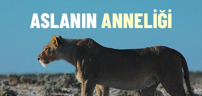 Aslanın Anneliği
