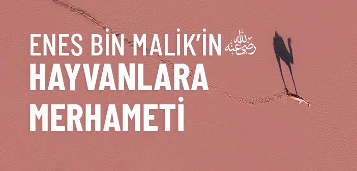 Enes Bin Malik’in (ra.) Hayvanlara Merhameti