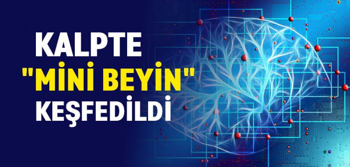İsveçli Bilim İnsanları Kalpte "Mini Beyin" Keşfetti