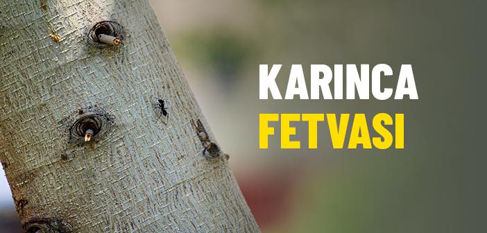 Karınca Fetvası