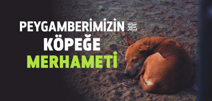 Peygamberimizin Köpeğe Merhameti