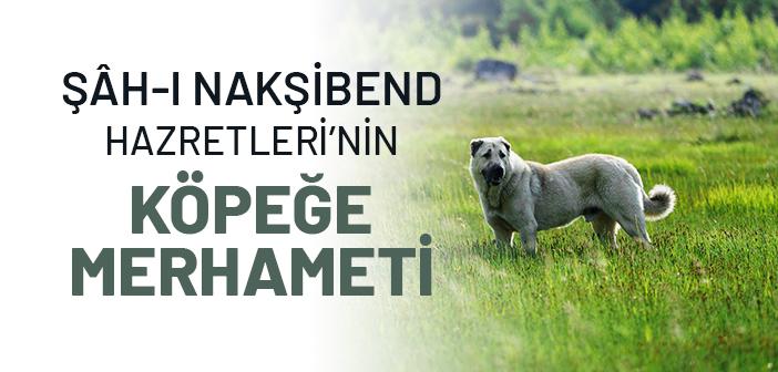 Şâh-ı Nakşibend Hazretleri’nin Köpeklere Muhabbeti