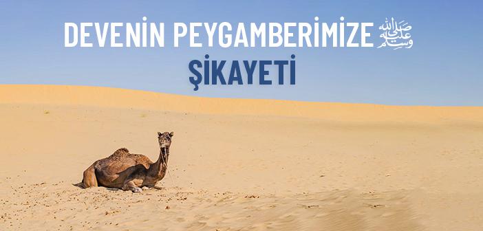 Sahibini Peygamberimize Şikayet Eden Deve