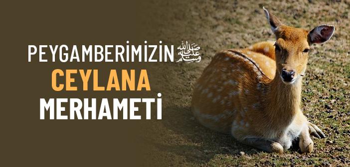 Uyuyan Ceylan Hadisi