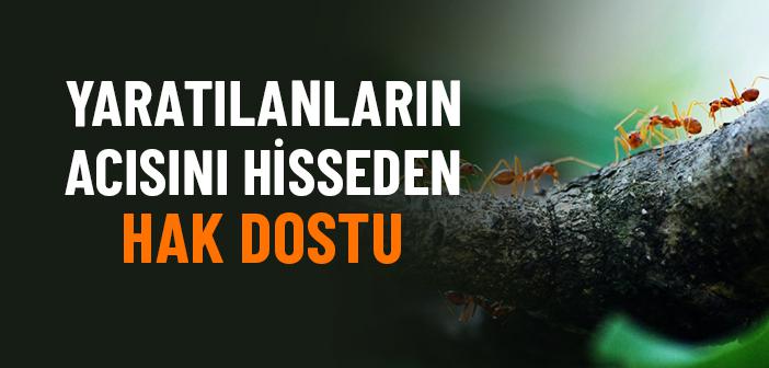 Yaratılanların Acısını Hisseden Hak Dostu