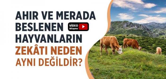 Ahırda Beslenen Hayvanlar İle Merada Beslenen Hayvanların Zekatı Neden Aynı Değildir?