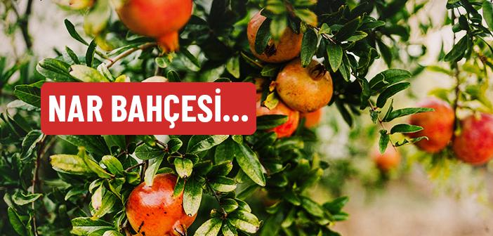 Nar Bahçesi
