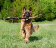 Allah Teâlâ, Köpeklere Çok Güzel Meziyetler Vermişken, Köpek Neden Necis Oluyor?