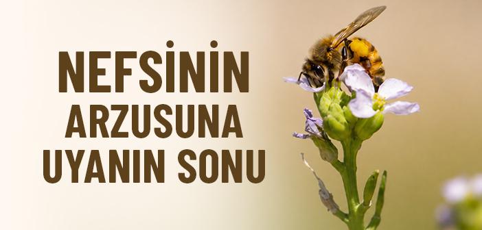 Bir Anlık Gururun Acı Sonucu