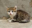 Bir Kedi Yavrusu Pertevniyal Valide Sultan’ı Nasıl Yüceltti?