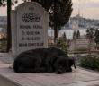 Köpeğin Bir Mezarı Mesken Edinmesinde Bir Hikmet Var mıdır?
