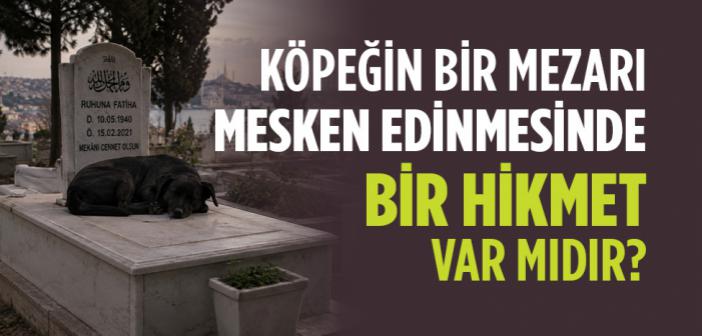 Köpeğin Bir Mezarı Mesken Edinmesinde Bir Hikmet Var mıdır?