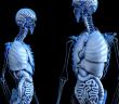 İç Organlarımız Nasıl Çalışır?