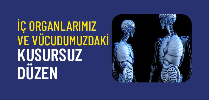 İç Organlarımız Nasıl Çalışır?