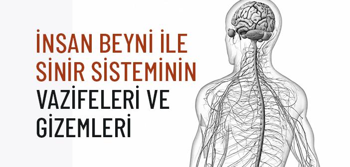 İnsan Beyni ve Sinir Sistemi Nasıl Çalışır?