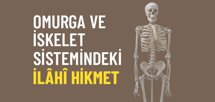 İskelet Sistemi Nasıl Çalışır?
