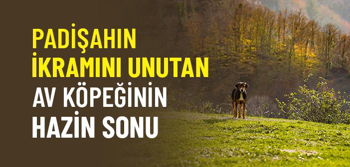 Padişahını Unutan Av Köpeğinin İbretlik Kıssası