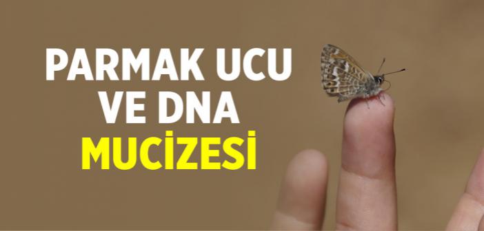 Parmak Ucu ve DNA Mucizesi